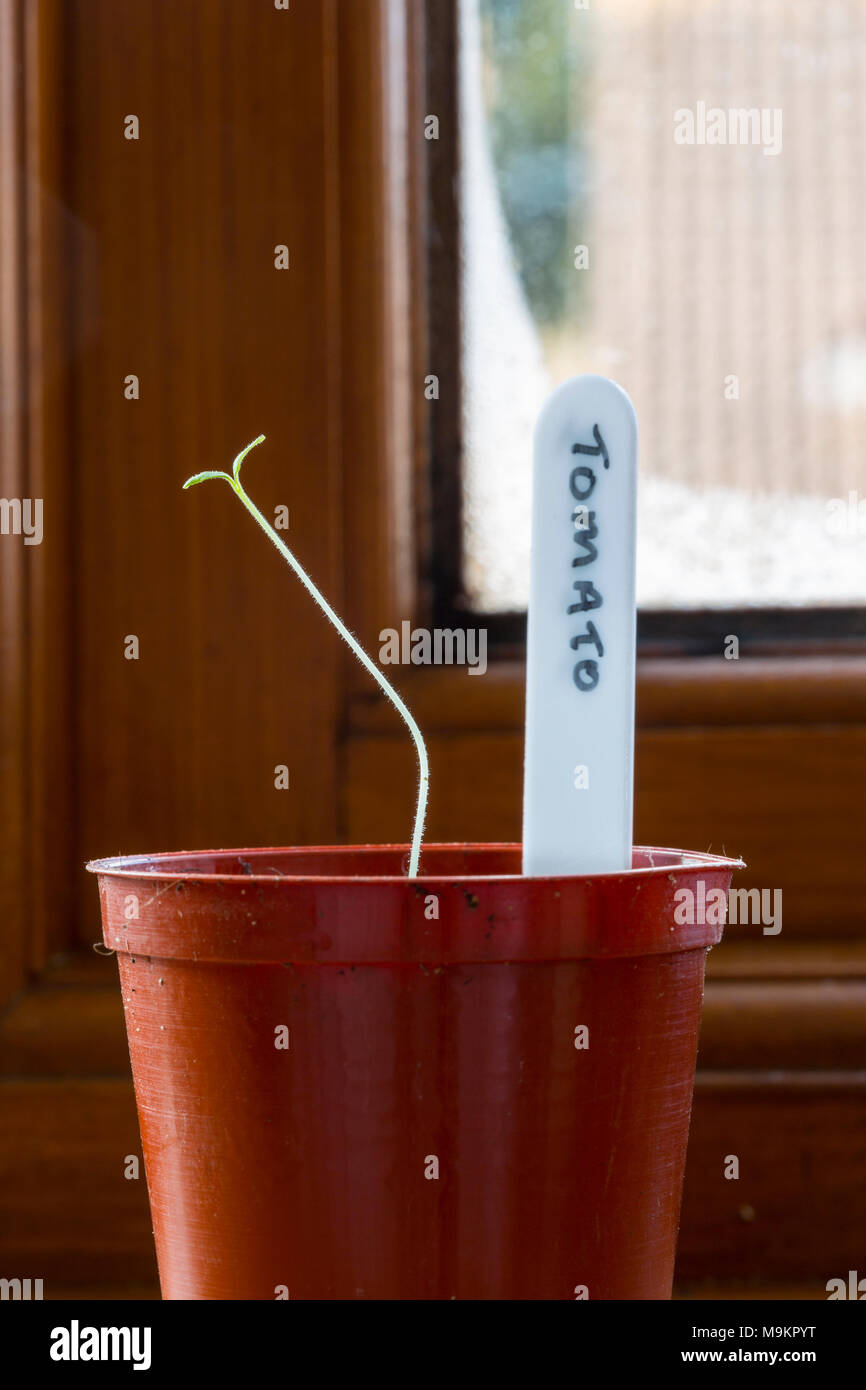 Piantina di pomodoro che cresce in una pentola su un davanzale. Crescere verso la luce. Foto Stock