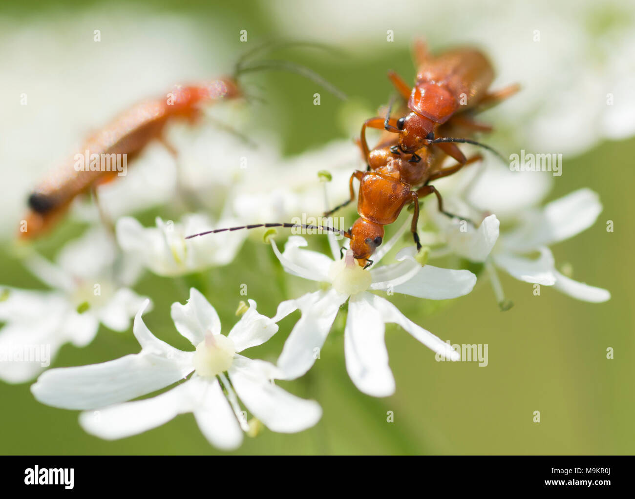 Soldato coleotteri (Rhagonycha fulva) coniugata su umbellifor Foto Stock