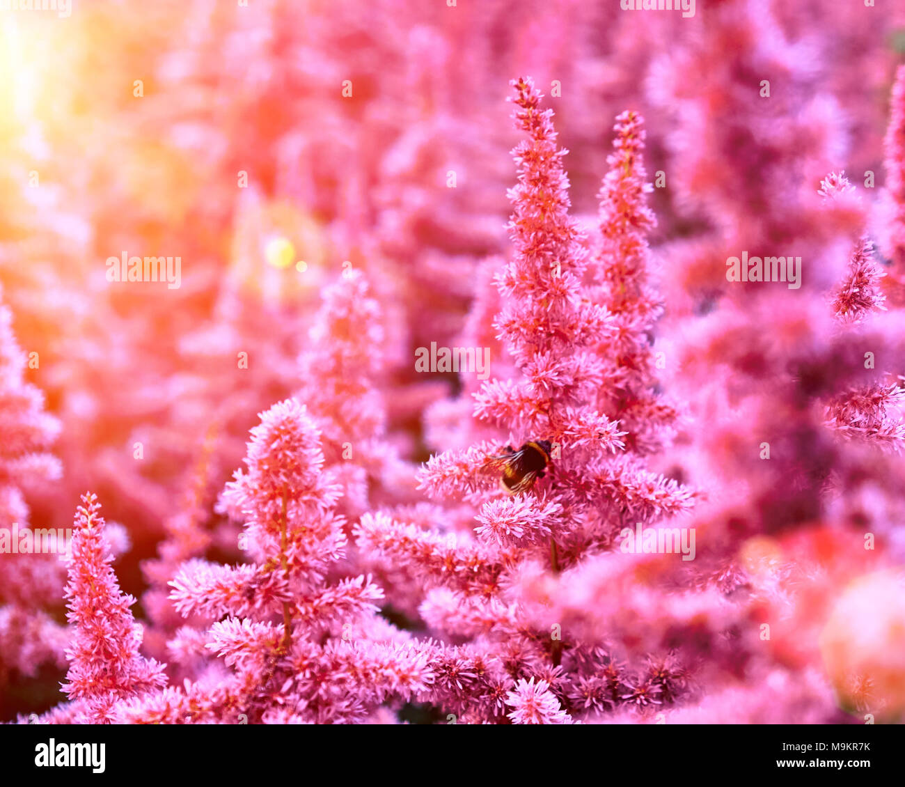 Bella cespugli di fiori Astilbe con un soffice pannocchie rosa e un Bumble Bee sul fiore closeup, nice background Foto Stock