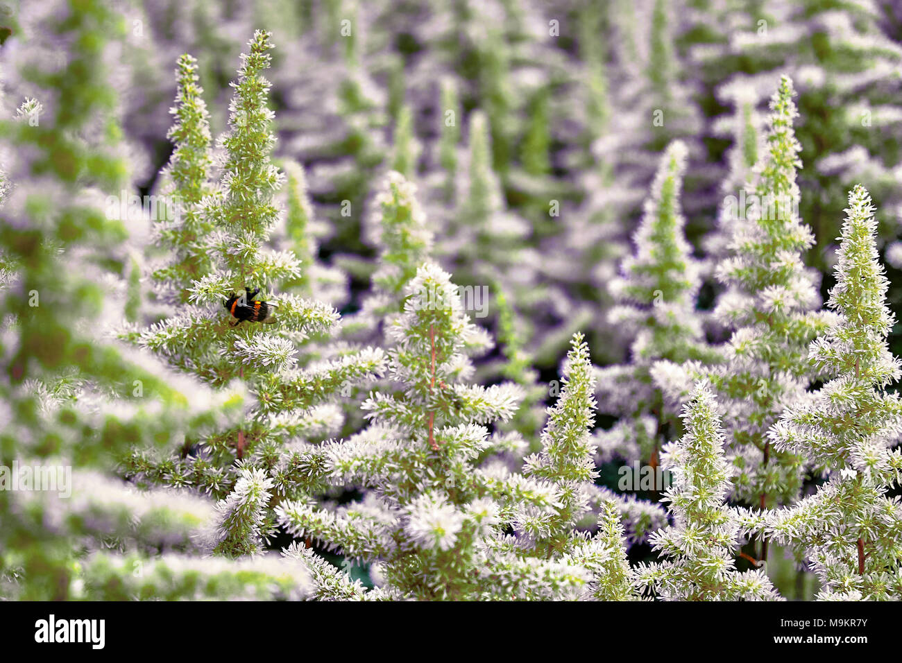 Bella cespugli di fiori Astilbe con un soffice pannocchie verde e un Bumble Bee sul fiore closeup, nice background Foto Stock
