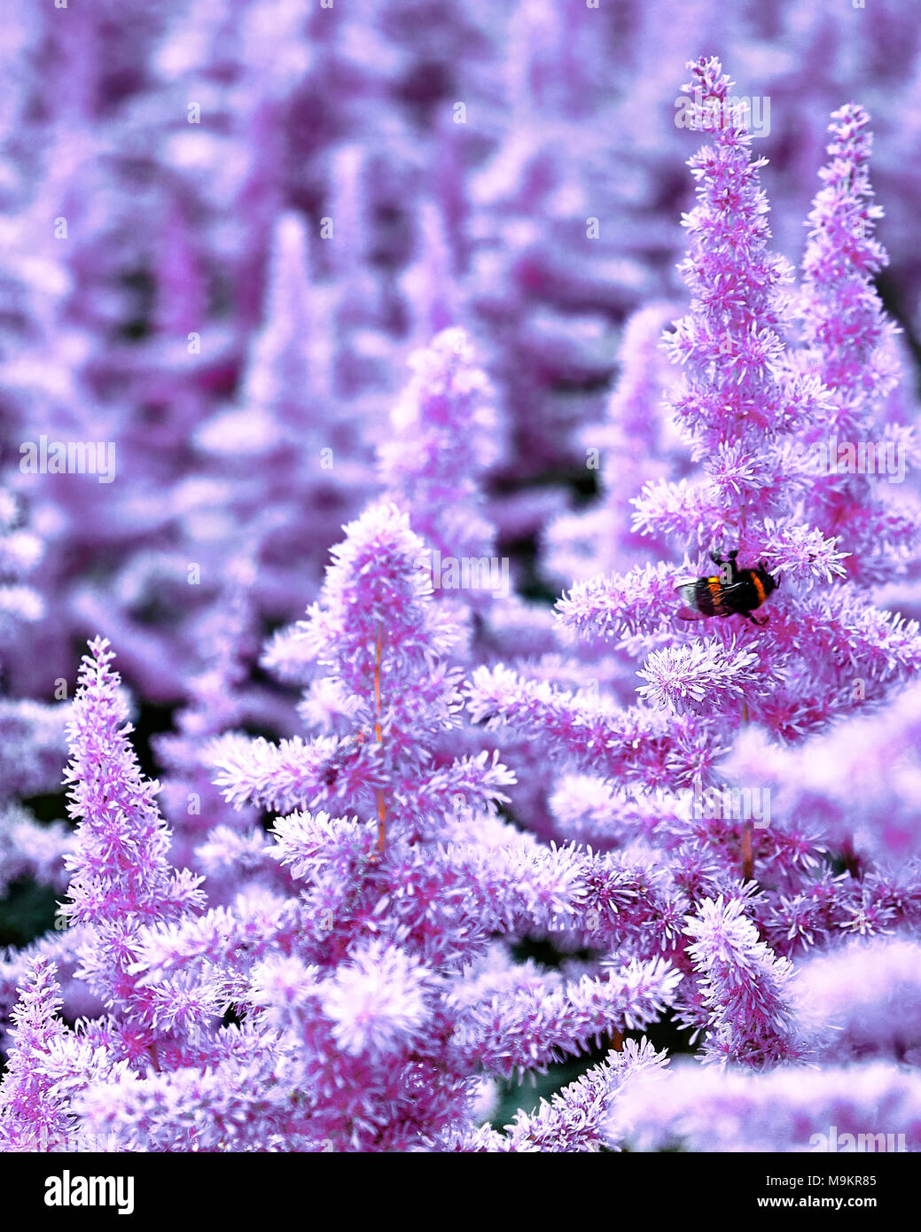 Bella cespugli di fiori Astilbe con un soffice pannocchie rosa e un Bumble Bee sul fiore closeup, nice background Foto Stock