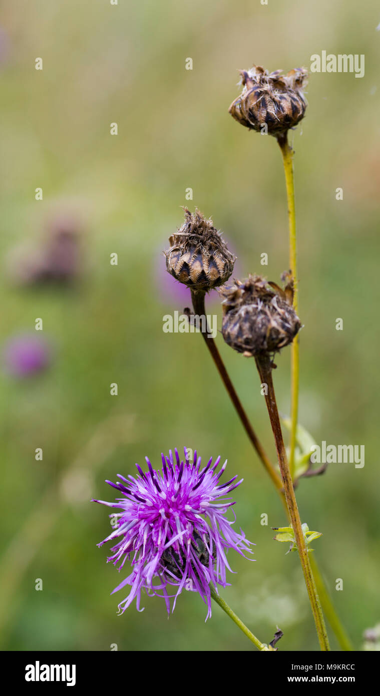 Il fiordaliso stebe (Centaurea maculosa) flowerhead e teste di seme Foto Stock