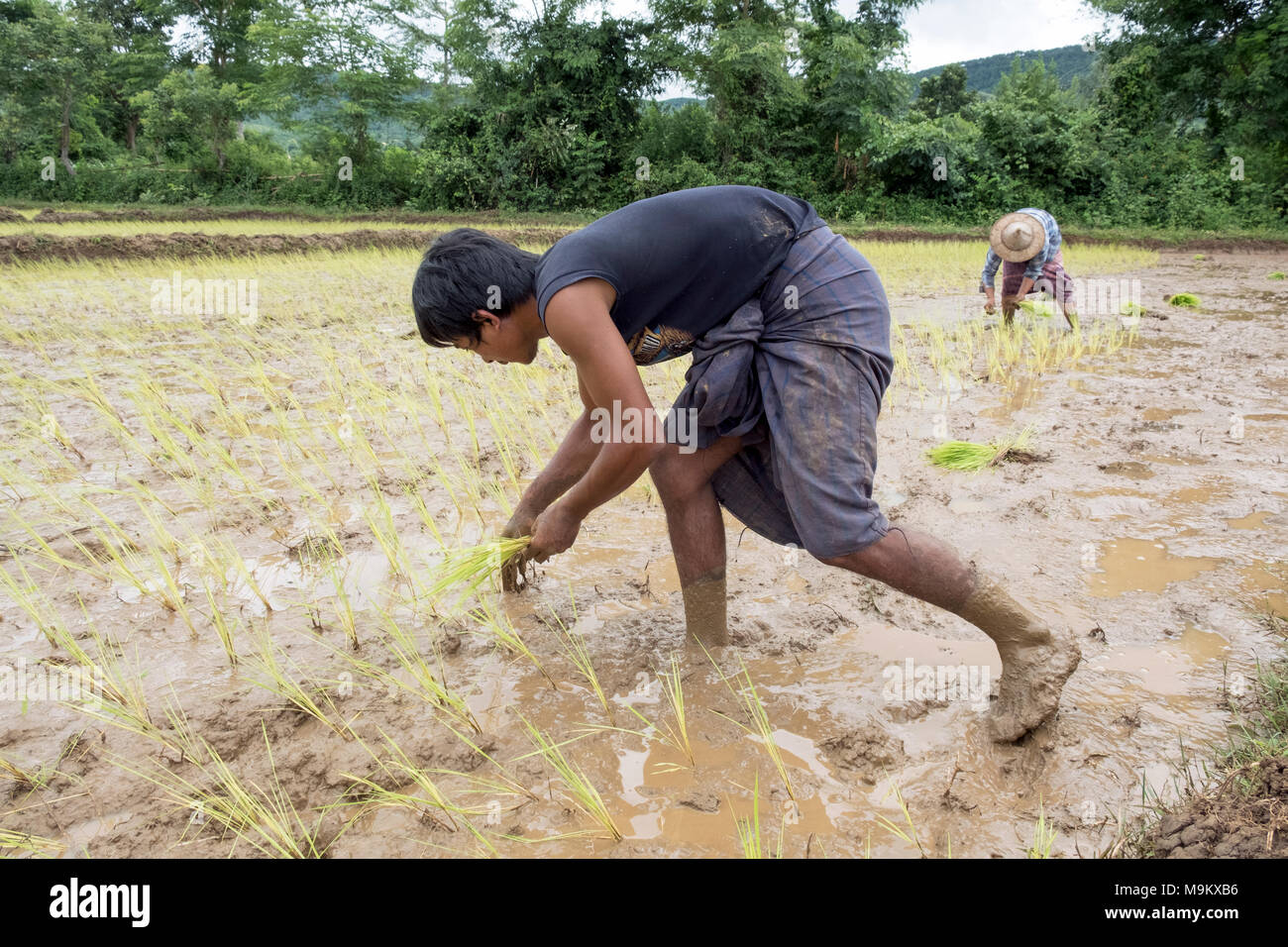 Gli abitanti di un villaggio di pianta di riso nei campi di Daw Ta da villaggio, Stato Kayah, Myanmar Foto Stock