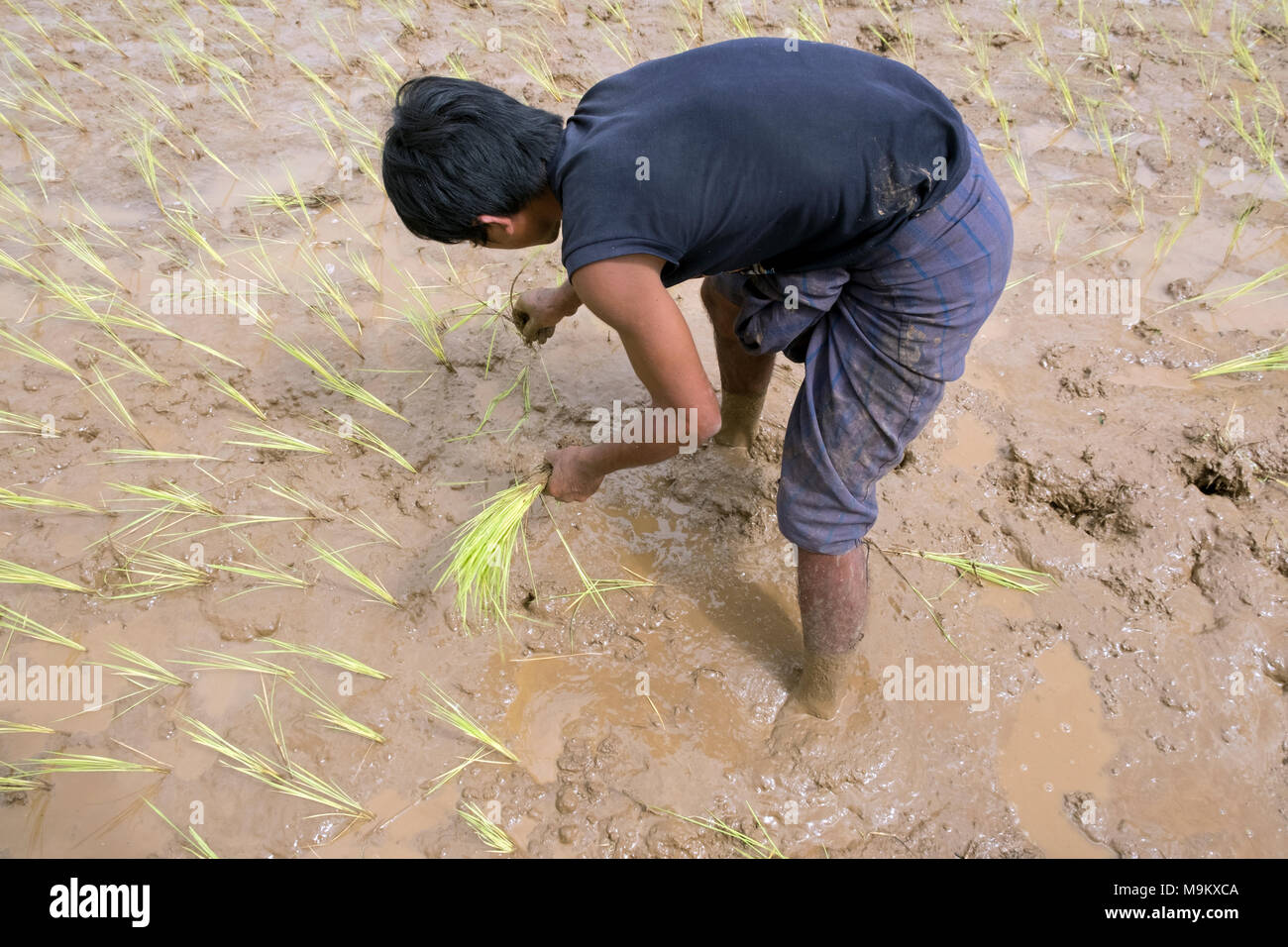 Un abitante di un villaggio le piante di riso nel villaggio di Daw Ta da di Kayah Stato, Myanmar Foto Stock