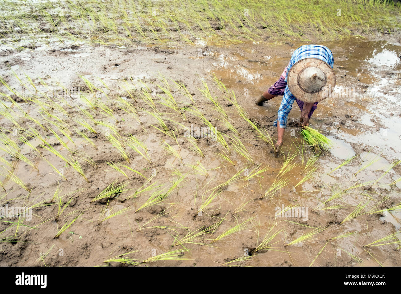 Un abitante di un villaggio le piante di riso nel villaggio di Daw Ta da di Kayah Stato, Myanmar Foto Stock