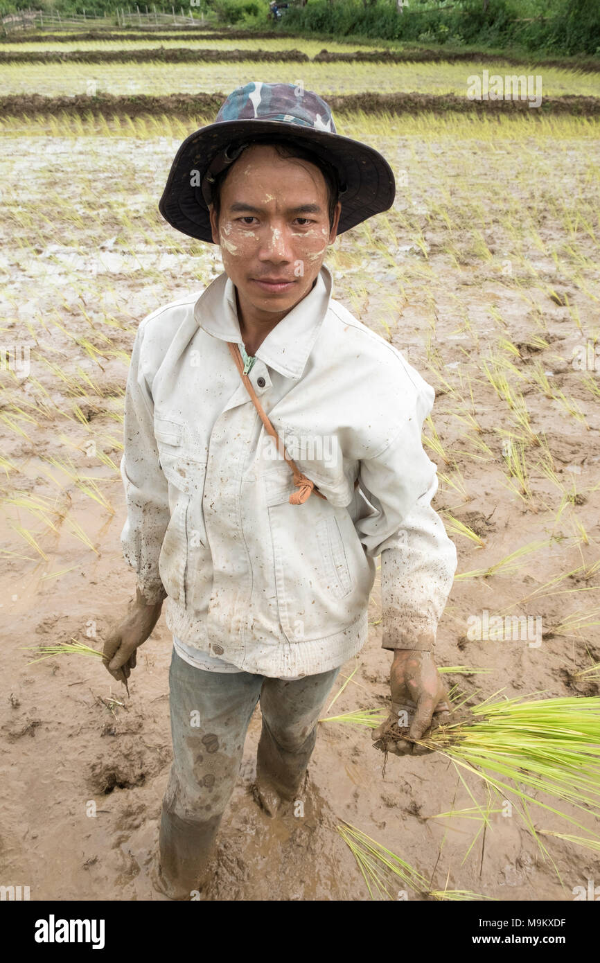 Un abitante di un villaggio le piante di riso nel villaggio di Daw Ta da di Kayah Stato, Myanmar Foto Stock