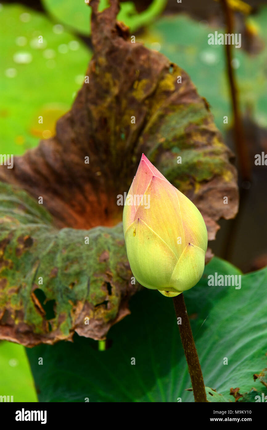 Il fiore nazionale dell'India, crescendo prolifically qui il paesaggio in zone umide area della Cambogia Foto Stock