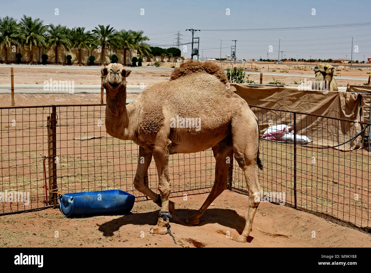Bull camel tethered nella propria penna separato dalla mandria. Foto Stock