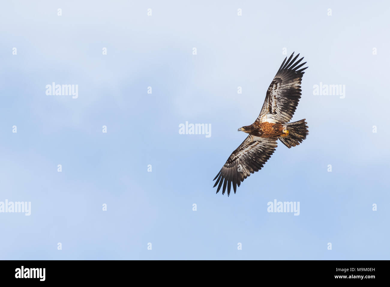 Red-tailed hawk contro parzialmente nuvoloso sky Foto Stock