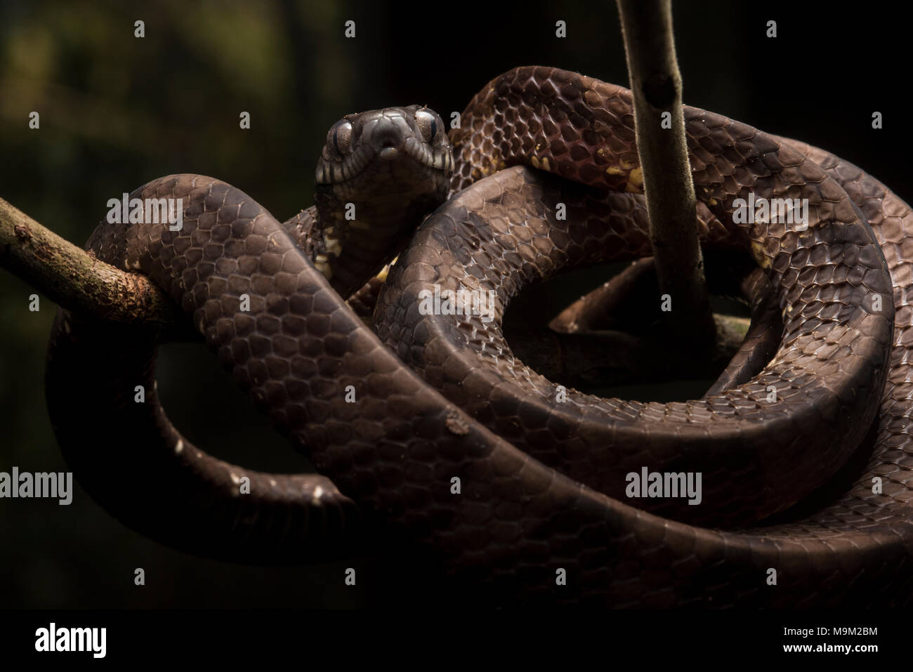 Una lumaca Neotropical mangiare snake (Dipsas indica) dalla giungla del Perù. Harmelss per gli esseri umani, questa specie alimenta interamente sulle lumache sui tondi. Foto Stock