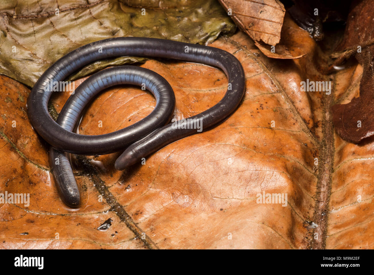 Un caecilian (Caecilia sp.) dal Perù. Caecilians sono un poco noto gruppo di anfibi distinti da rane e salamandre. Foto Stock