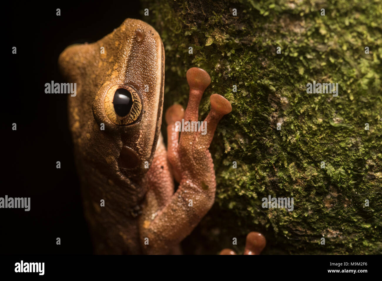 Cayenne esili zampe raganella (Osteocephalus cfr leprieurii) una splendida rana dal Alta quota foreste del nord del Perù. Foto Stock