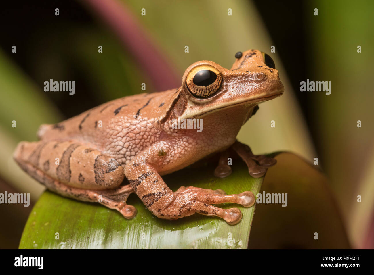 Cayenne esili zampe raganella (Osteocephalus cfr leprieurii) una splendida rana dal Alta quota foreste del nord del Perù. Foto Stock