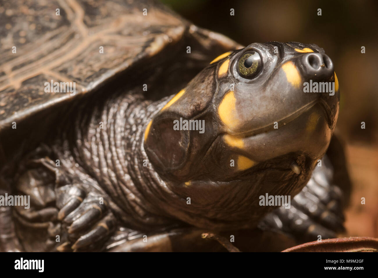 Una chiusura di un testa gialla sideneck tartaruga, una minaccia di tartarughe di acqua dolce specie dal Sud America. Foto Stock