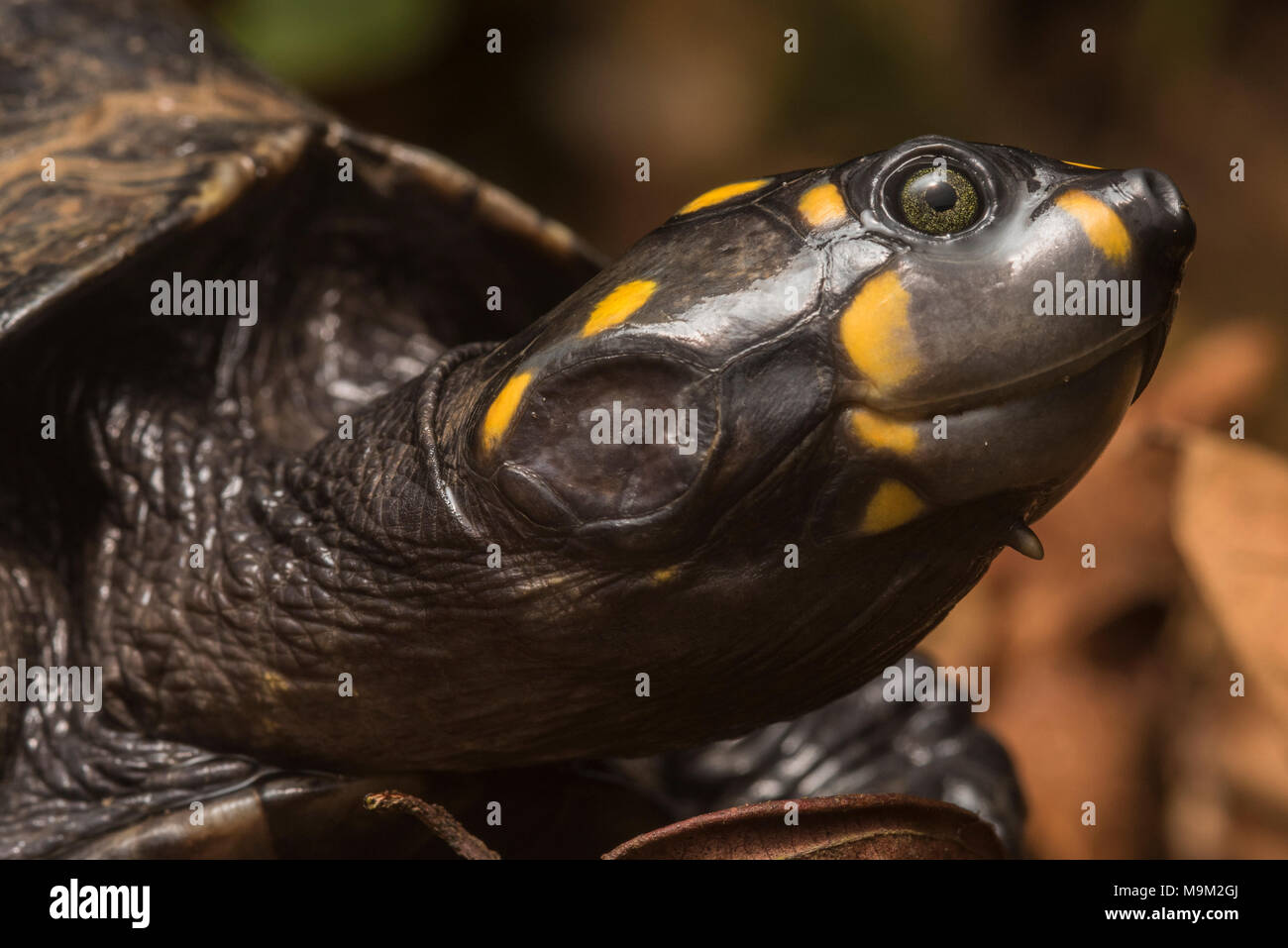 Un primo piano di una tartaruga a collo di sideneck con testa gialla (Podocnemis unifilis), una specie minacciata di tartaruga d'acqua dolce del Sud America. Foto Stock