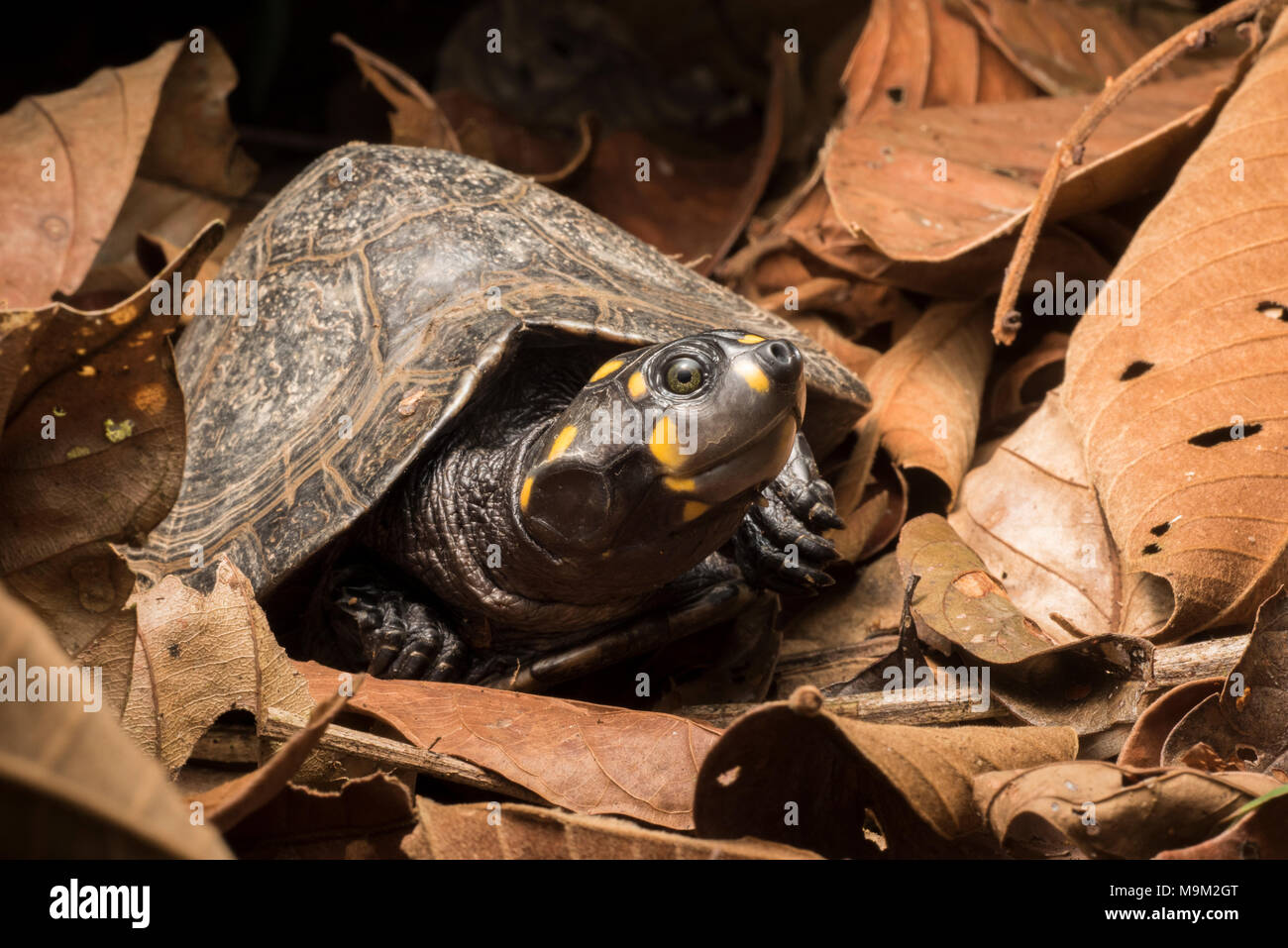 La tartaruga d'acqua dolce minacciata, il sideneck a testa gialla (Podocnemis unifilis), dal Sud America. Foto Stock