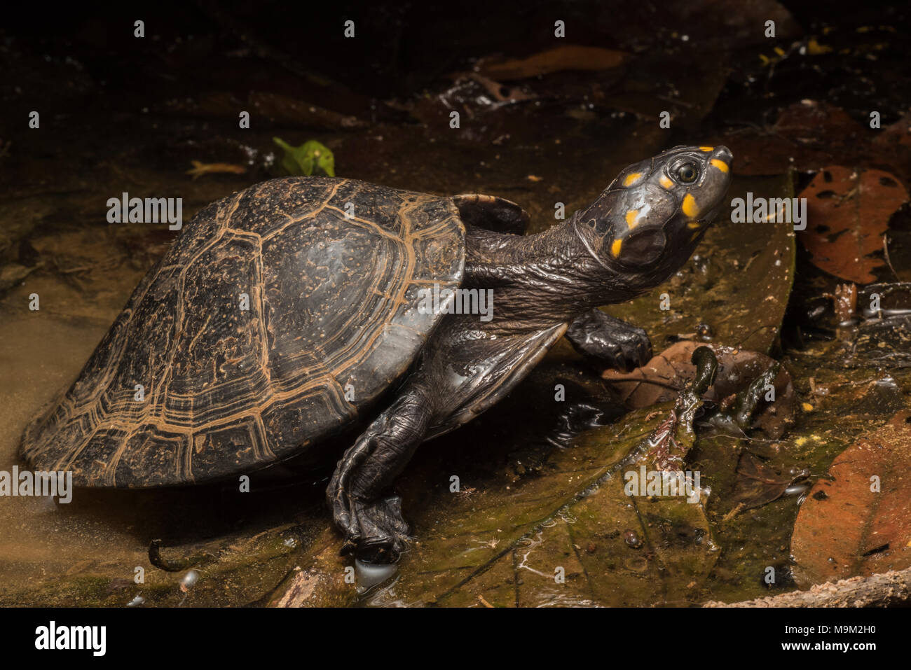 La minaccia di tartarughe di acqua dolce, la testa gialla sideneck, dal Sud America. Foto Stock