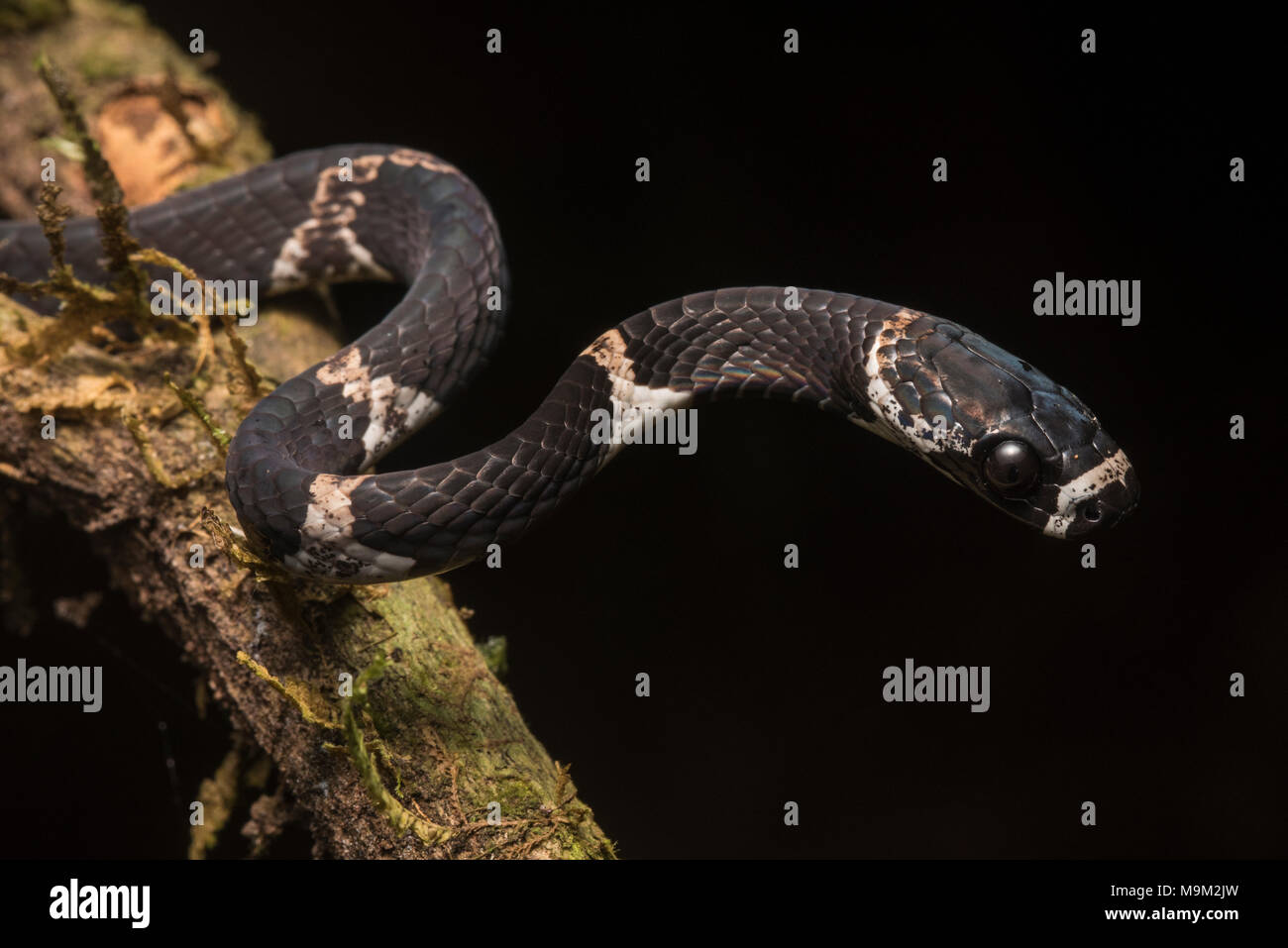 Una chiusura di un Catesby lumaca di mangiare snake (Dipsas catesbyi) una bella ma totalmente innocuo lumaca predator neotropicale. Foto Stock