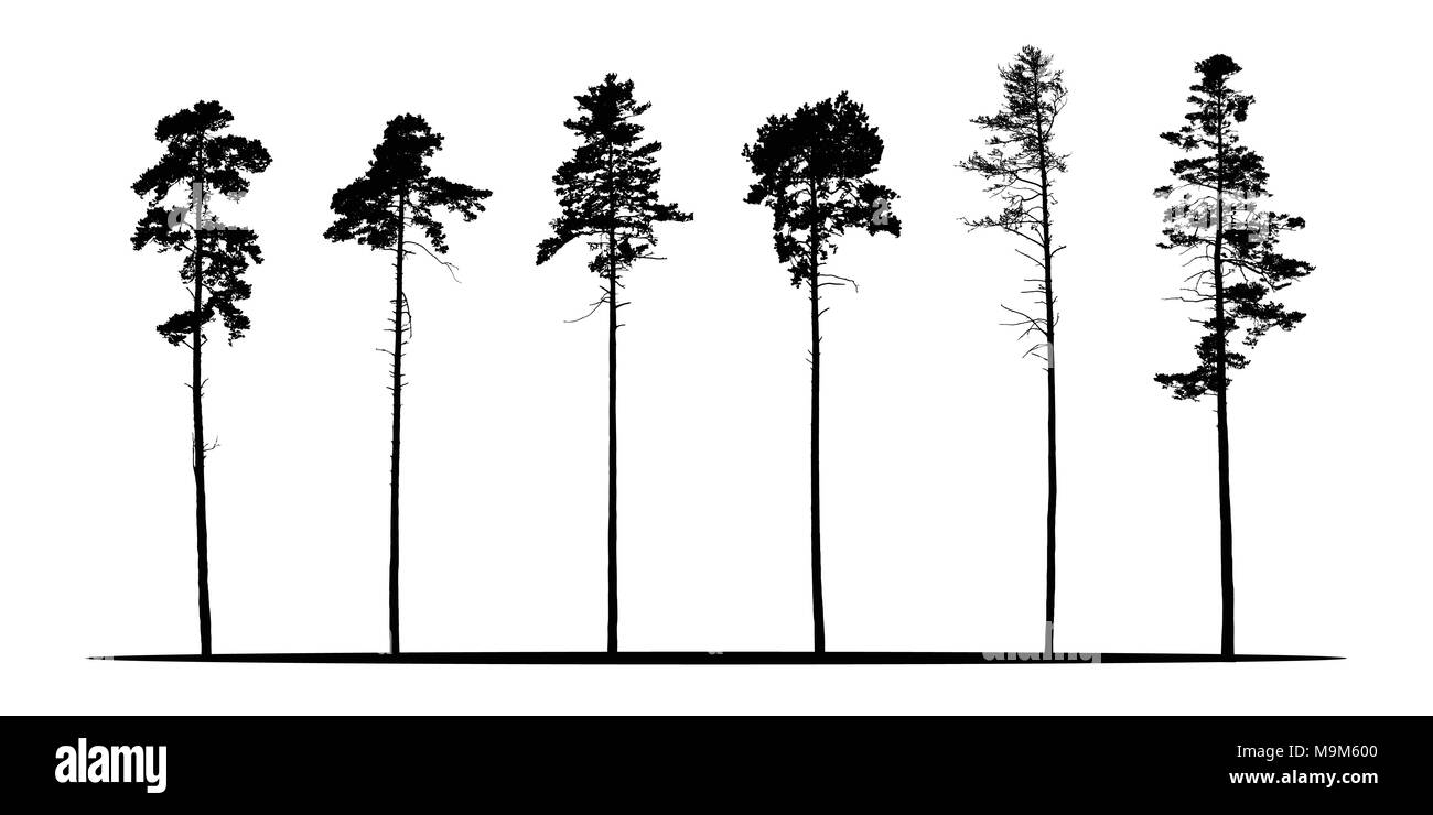Set di vettore realistico sagome di alberi di conifere - isolato su sfondo bianco Illustrazione Vettoriale