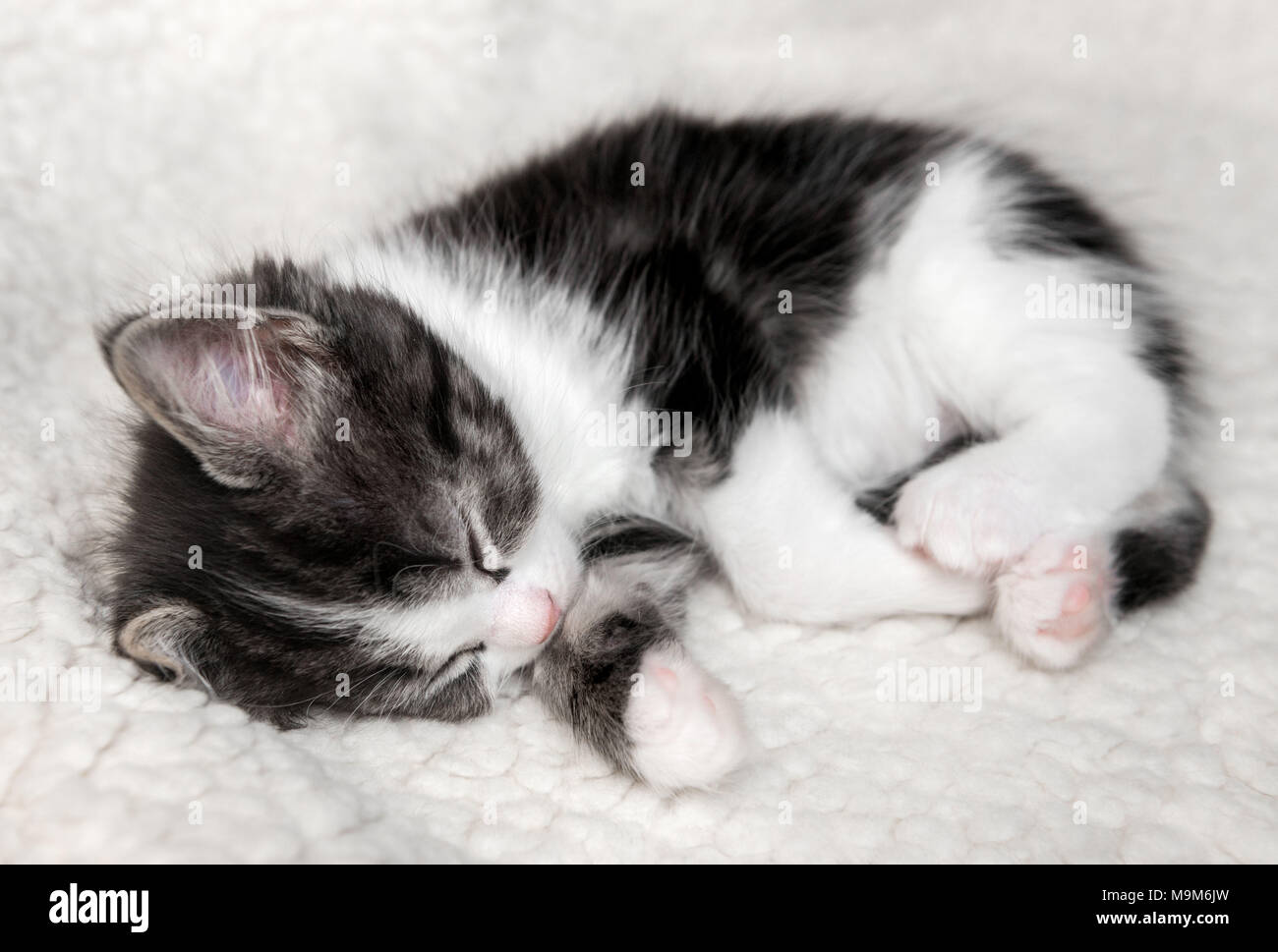 Close-up di un unico piccolo in bianco e nero gattino dormire su un soffice coltre Foto Stock