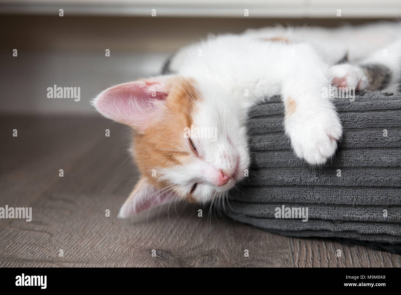 Single carino stanco poco gattino dorme in un cestello di pelliccia Foto Stock