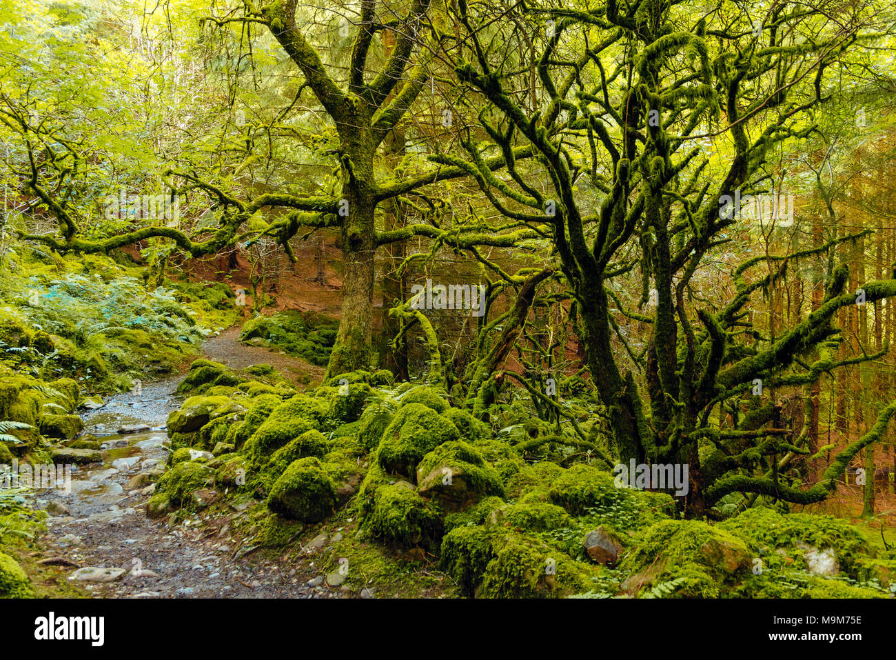 Sentiero forestale tra la Geirionydd e valli Crafnant nel Parco Nazionale di Snowdonia, Galles Foto Stock