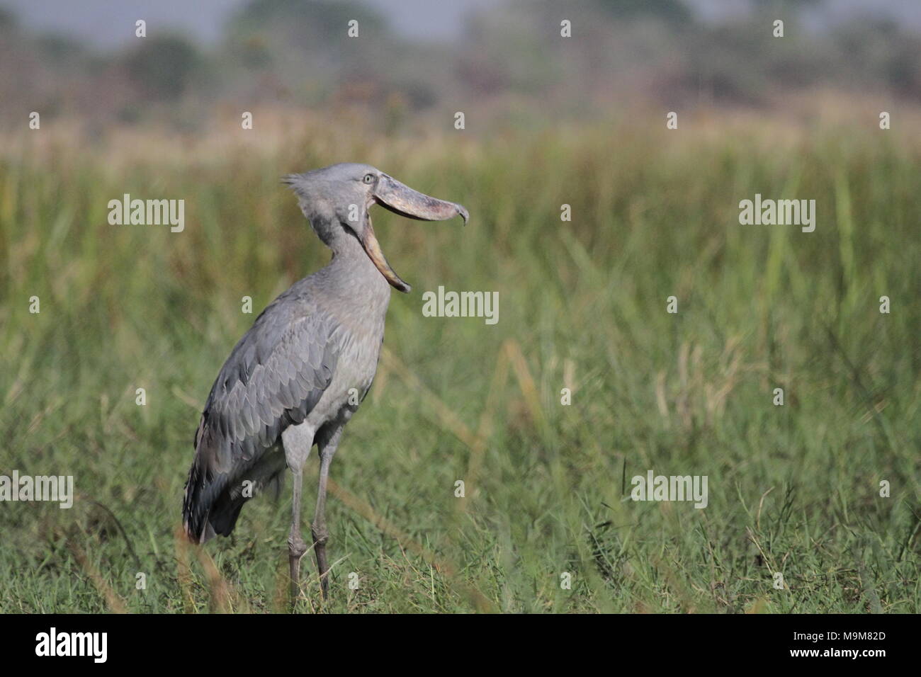 Shoebill sbadigli, bocca aperta nelle paludi presso il lago Albert, Kenya. Foto Stock