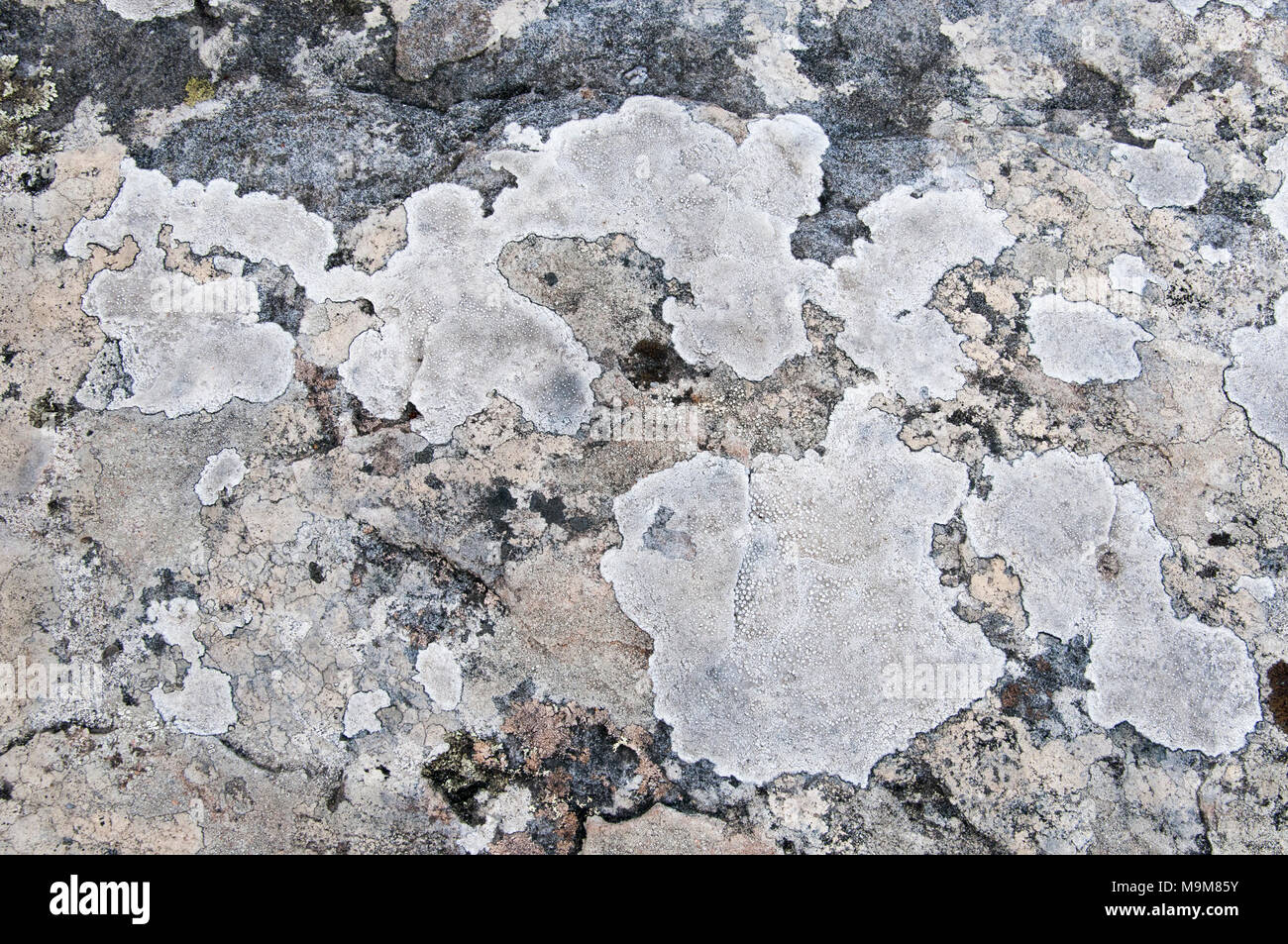 Licheni crescono su massi a Bruny Island, Tasmania, Australia Foto Stock