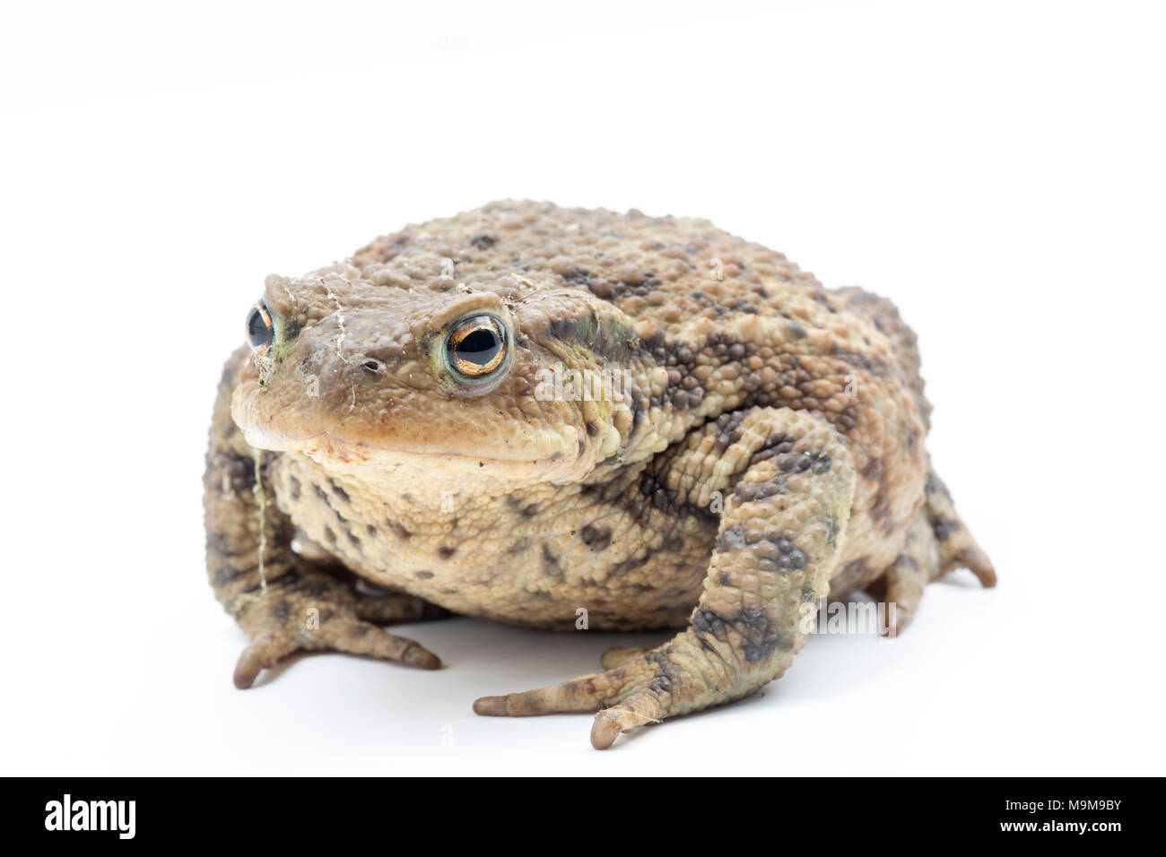 Una politica europea comune in materia di toad, Bufo bufo, trovato in un giardino e fotografati su uno sfondo bianco, North Dorset England Regno Unito GB Foto Stock