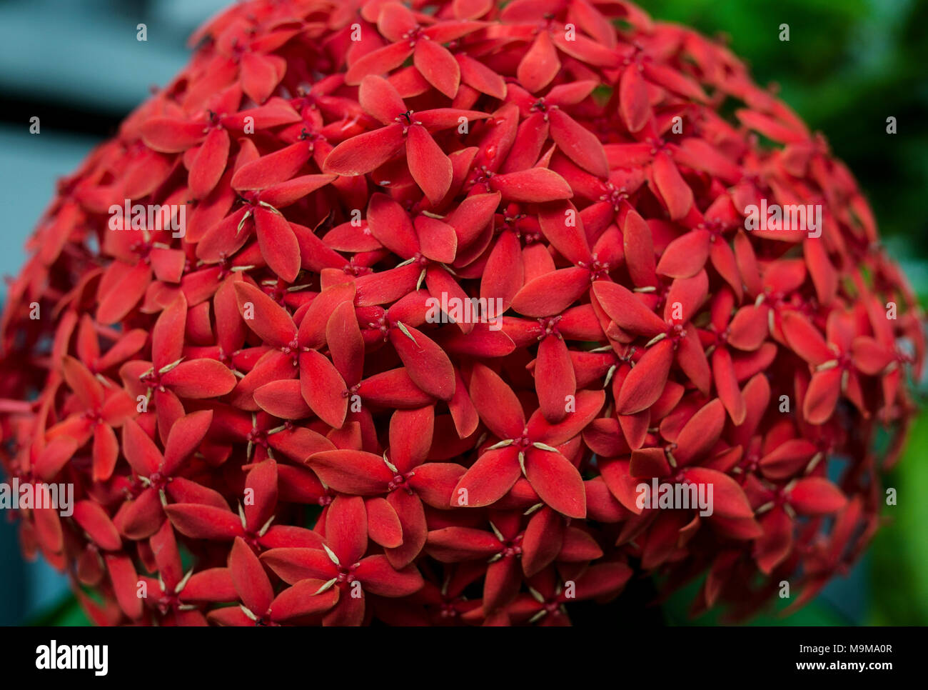 Una chiusura di piccole vividi fiori rossi, adottate nel periodo estivo Foto Stock