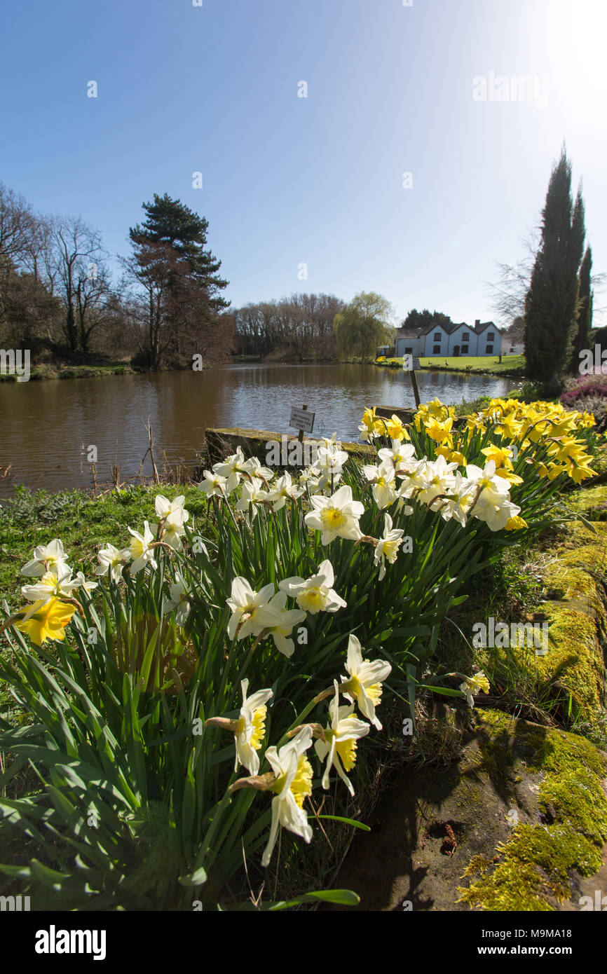 Villaggio di Aldersey, Inghilterra. Molla di pittoresca vista di una tranquilla strada rurale con Aldersey's Pool Farm in background. Foto Stock
