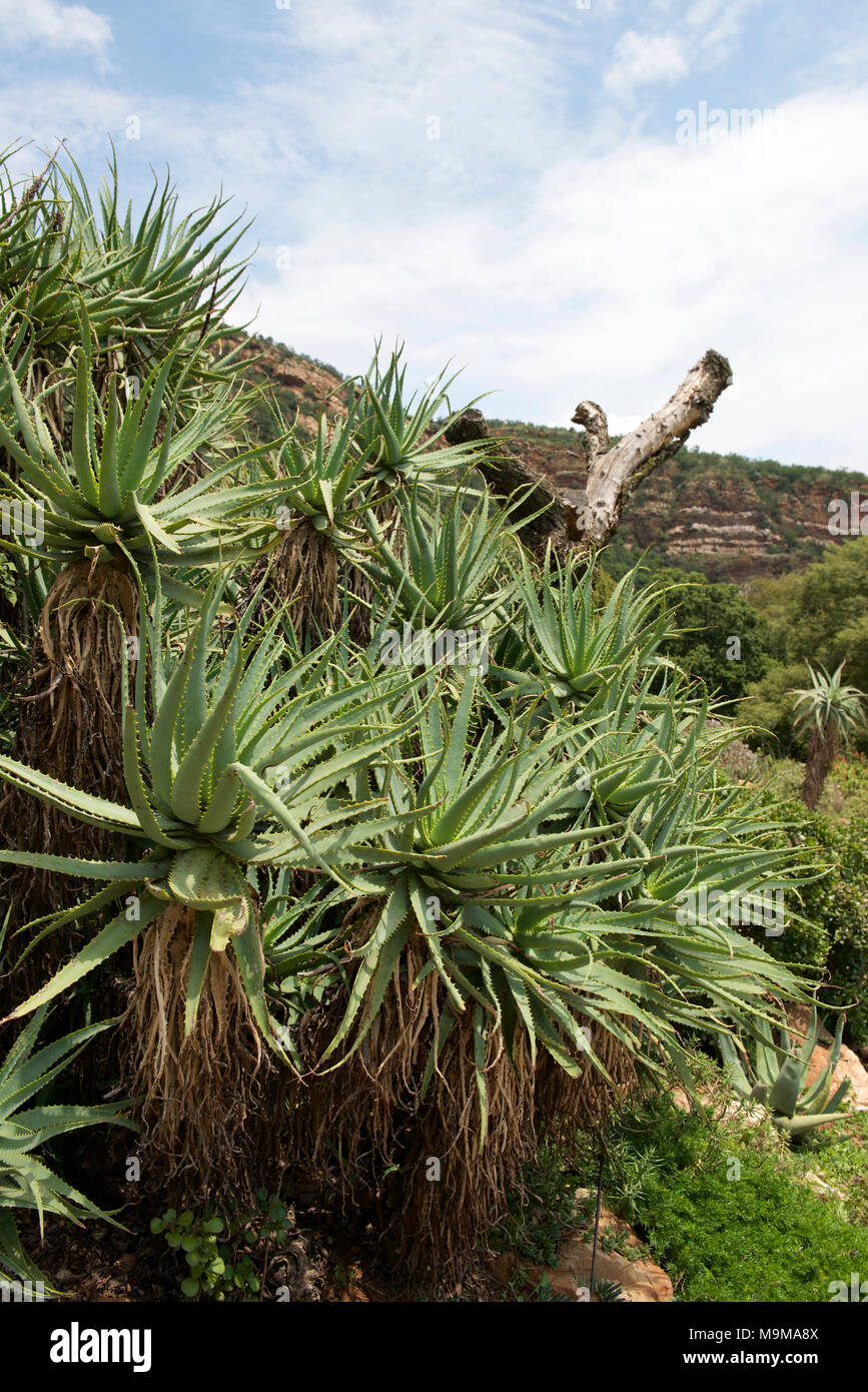 Aloe Arborescens KRANTZ ALOE Aloaceae piante lungo le rive del fiume dei coccodrilli nella provincia di Gauteng, Transvaal, Johannesburg, Sud Africa Foto Stock