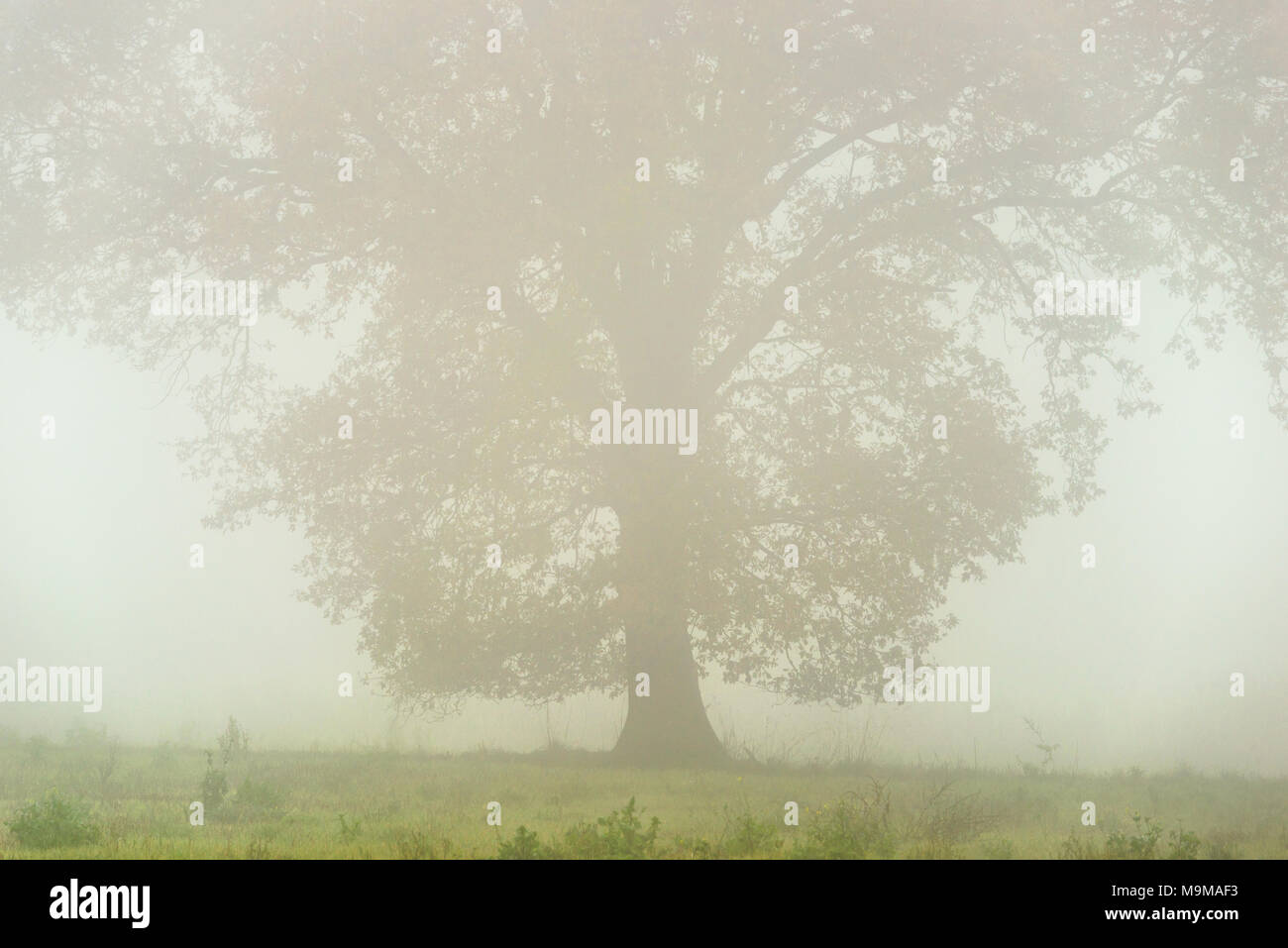 Un grande vecchio albero di quercia visto attraverso un velo di nebbia. Foto Stock