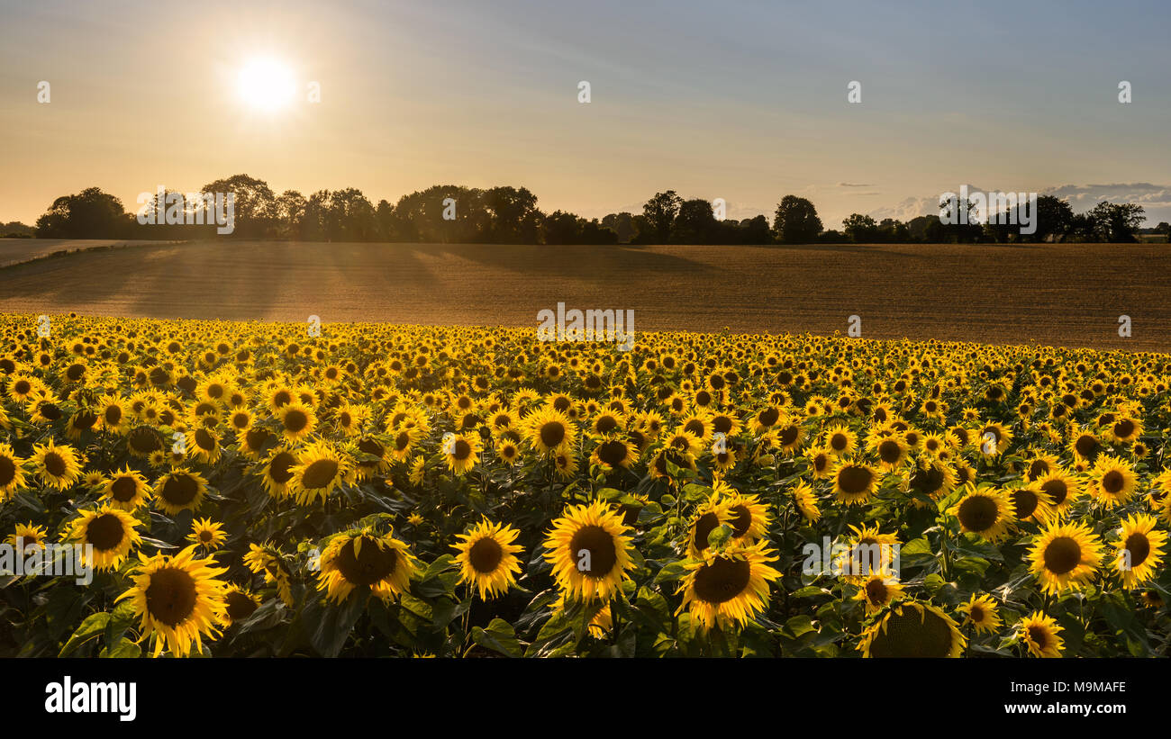Un campo pieno di girasoli come il sole di sera si insinua verso l'orizzonte alla fine di una giornata d'estate. Foto Stock