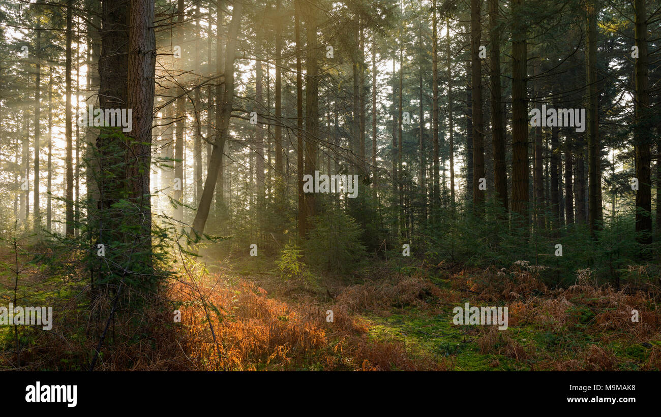 La mattina presto luce del sole che filtra il modo attraverso gli alberi in Bolderwood Arboretum parte della nuova foresta in Hampshire. Foto Stock