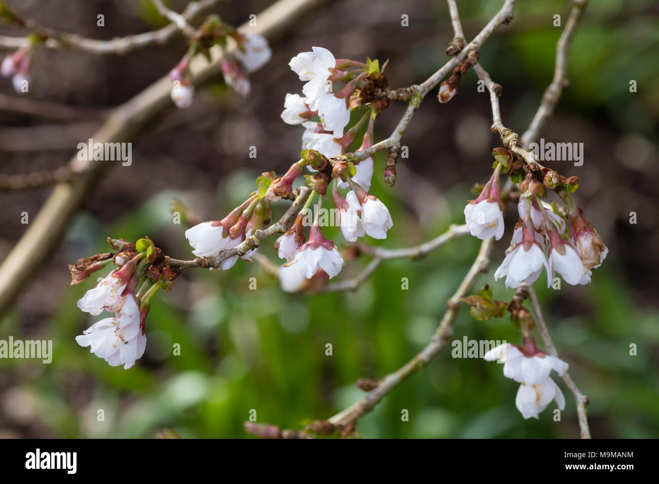 Inizio della primavera fiori e boccioli della piccola forma di albero del Fuji ciliegia, Prunus incisa 'Kojo-No-mai" Foto Stock