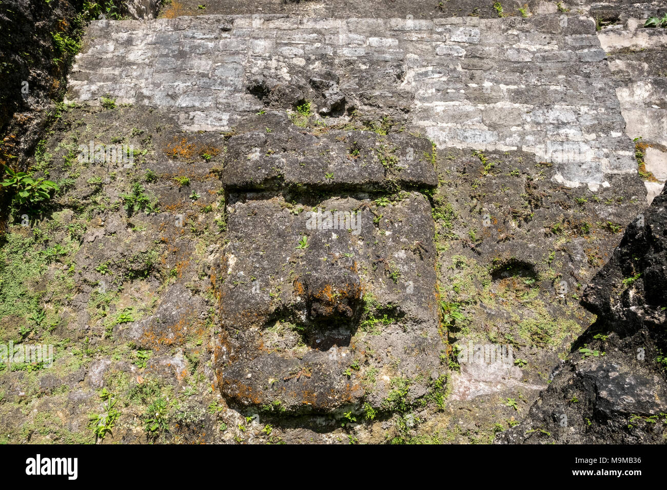Maya antica pietra scolpita la maschera di un dio presso le rovine di Lamanai, Belize Foto Stock