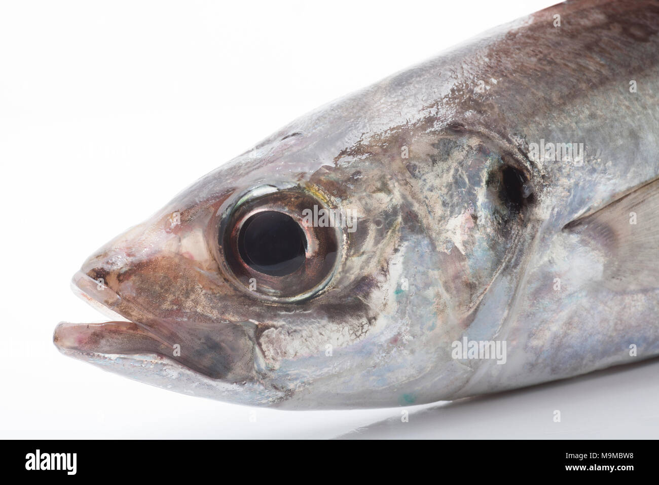 Testa di un scad, Trachurus trachurus, catturati da Chesil Beach in Dorset Regno Unito Foto Stock