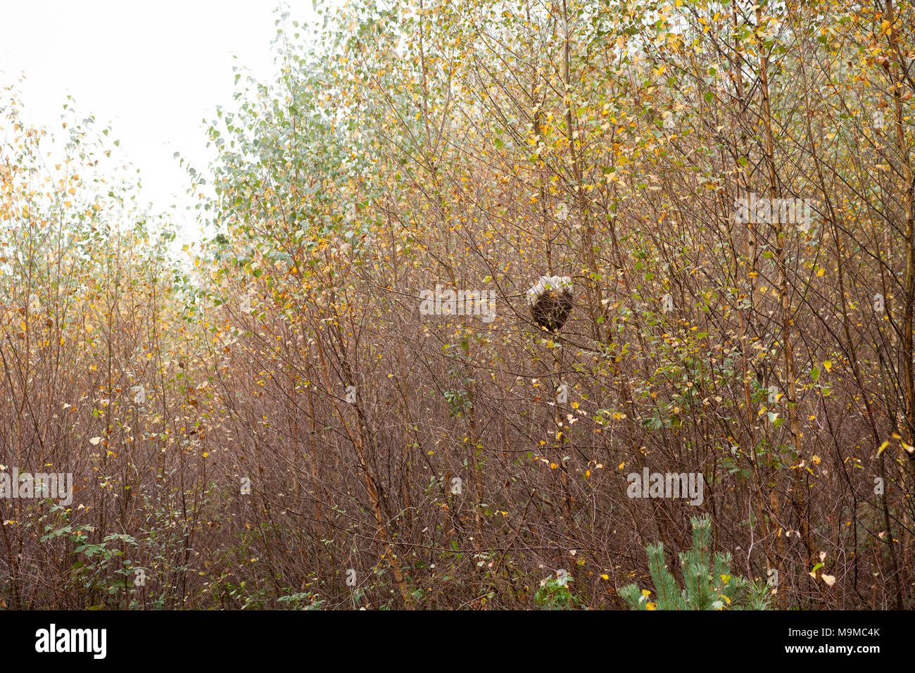 Uno sciame di api mellifere, Apis mellifera e loro pettine e nidificano nel bosco, Hampshire England Regno Unito Foto Stock