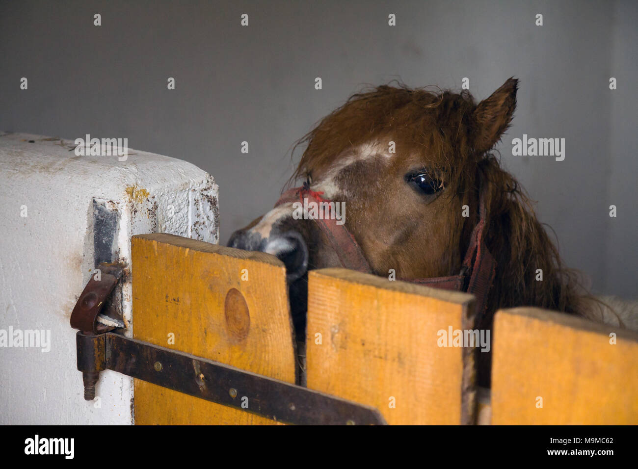 Pony di castagno che spuntavano la sua casella stallo. Foto Stock