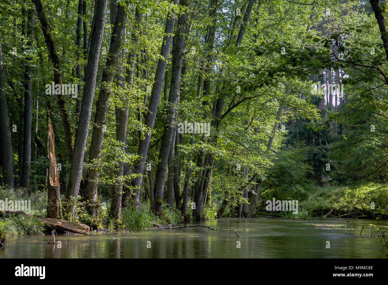 Verde ontano paludosa Alnus glutinosa foresta vicino fiume Płociczna in Drawieński Park Narodowy, Polonia. Foto Stock