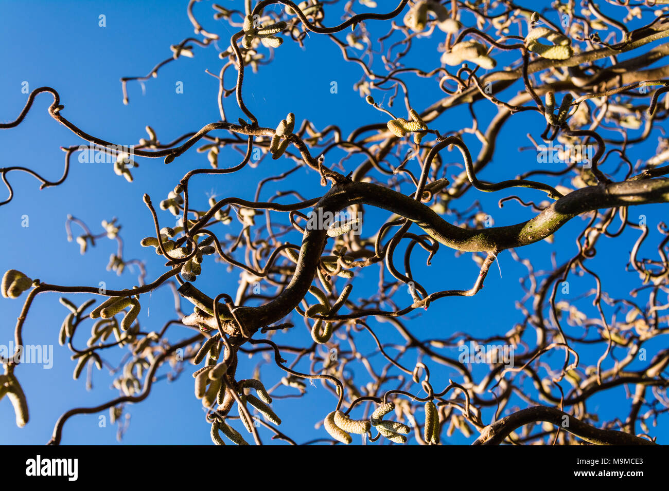 Guardando in alto attraverso i rami ritorti Hazel (Cavatappi Hazel, Corylus avellana "Contorta' ). Inizio della primavera in un giardino inglese, Shropshire, Regno Unito Foto Stock