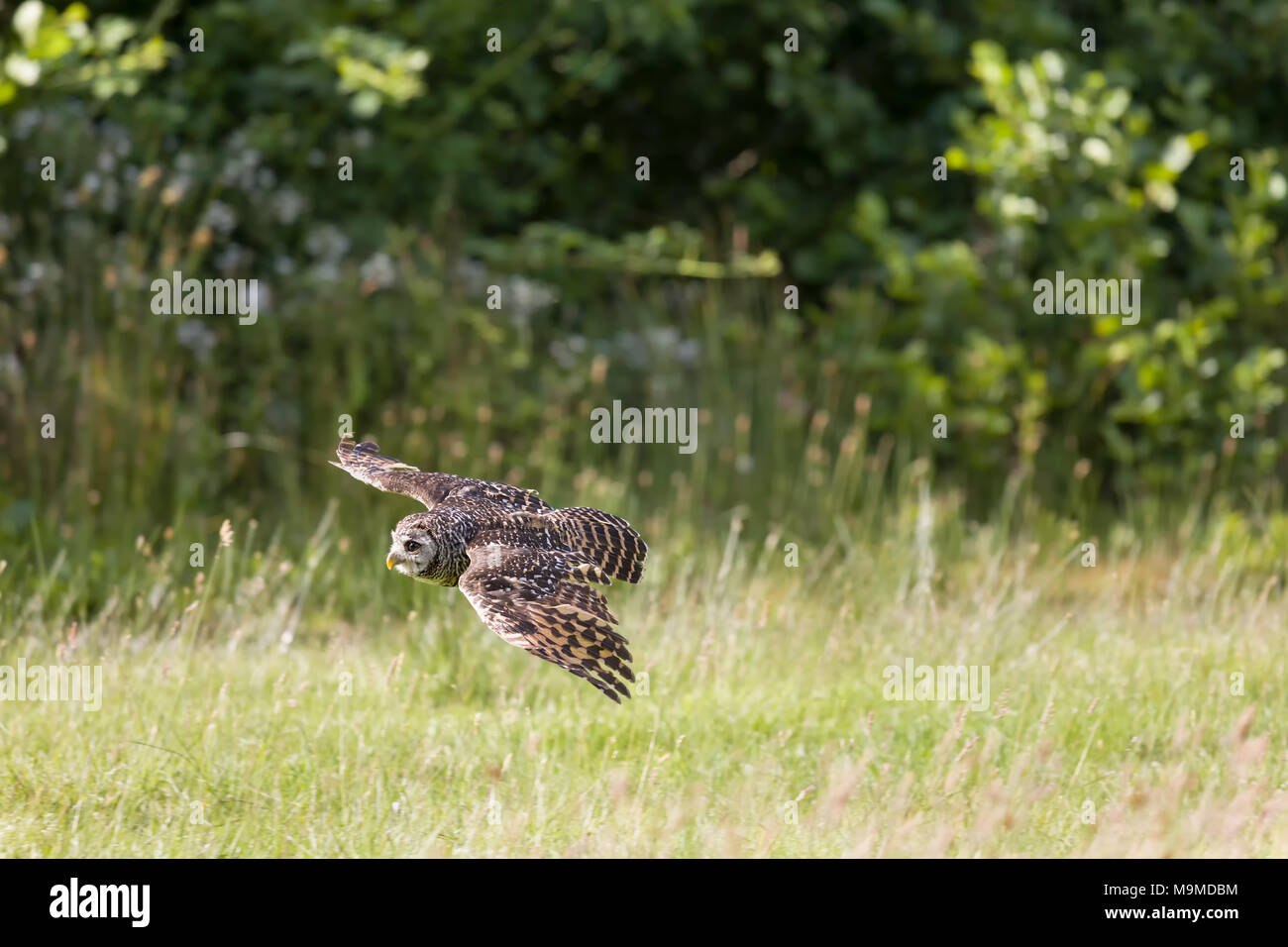 Sud Americana Chaco owl volando a bassa quota sopra la praterie Foto Stock