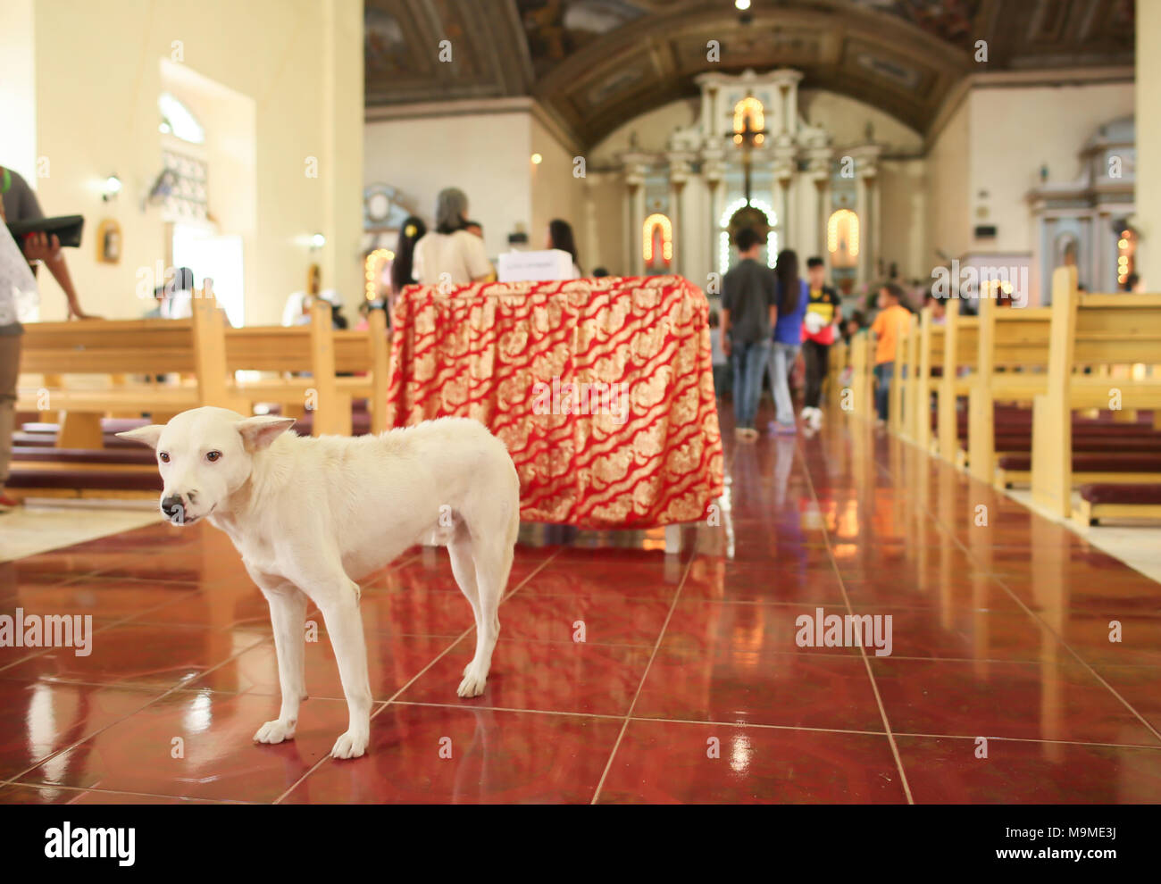 I parrocchiani della chiesa cattolica nelle Filippine dopo la preghiera. All'interno, il cane accidentalmente entrato nel tempio. Foto Stock