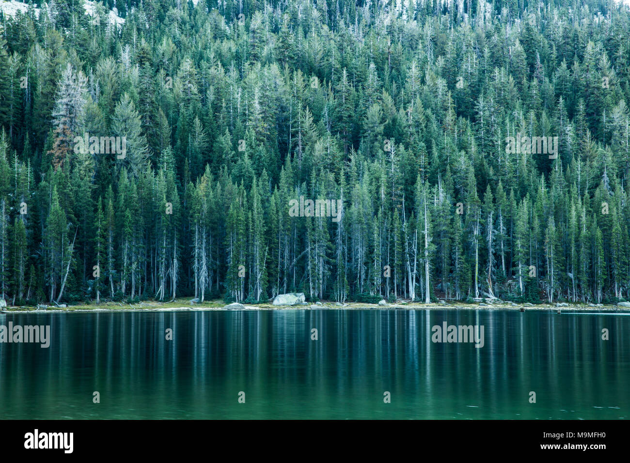 Le riflessioni di orlate da alberi Lago Tenaya all'alba in Tuolomne Parco Nazionale di Yosemite Foto Stock