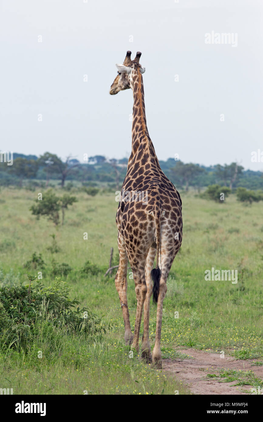 Giraffe (Giraffa camelopardis angolensis). Vista Rear​ dell'animale intero a piedi. Nota pattern di rivestimento che copre tutto il corpo e le gambe, indicativi di t Foto Stock