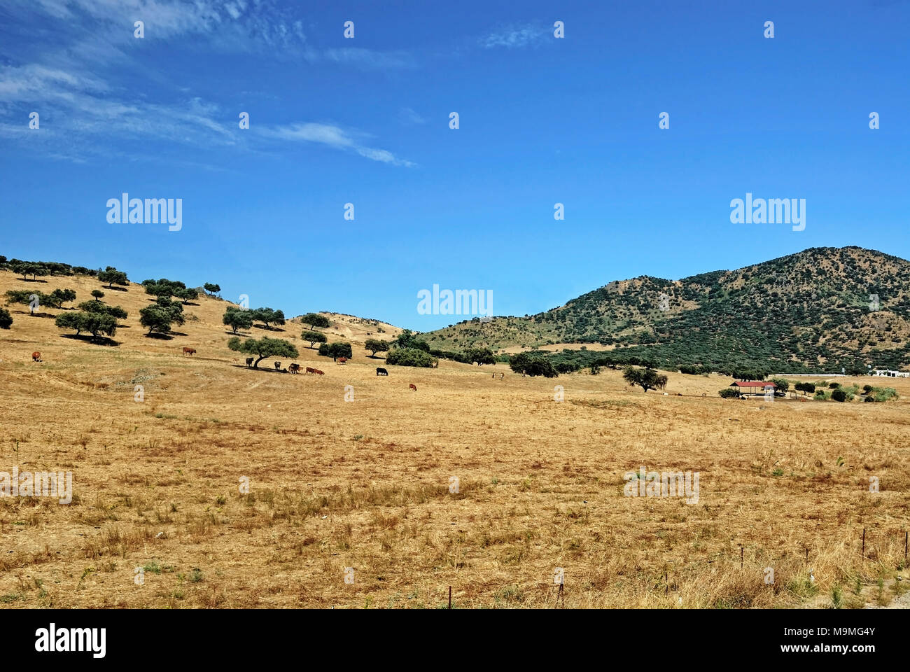 Un ranch di bestiame in Spagna centrale Foto Stock