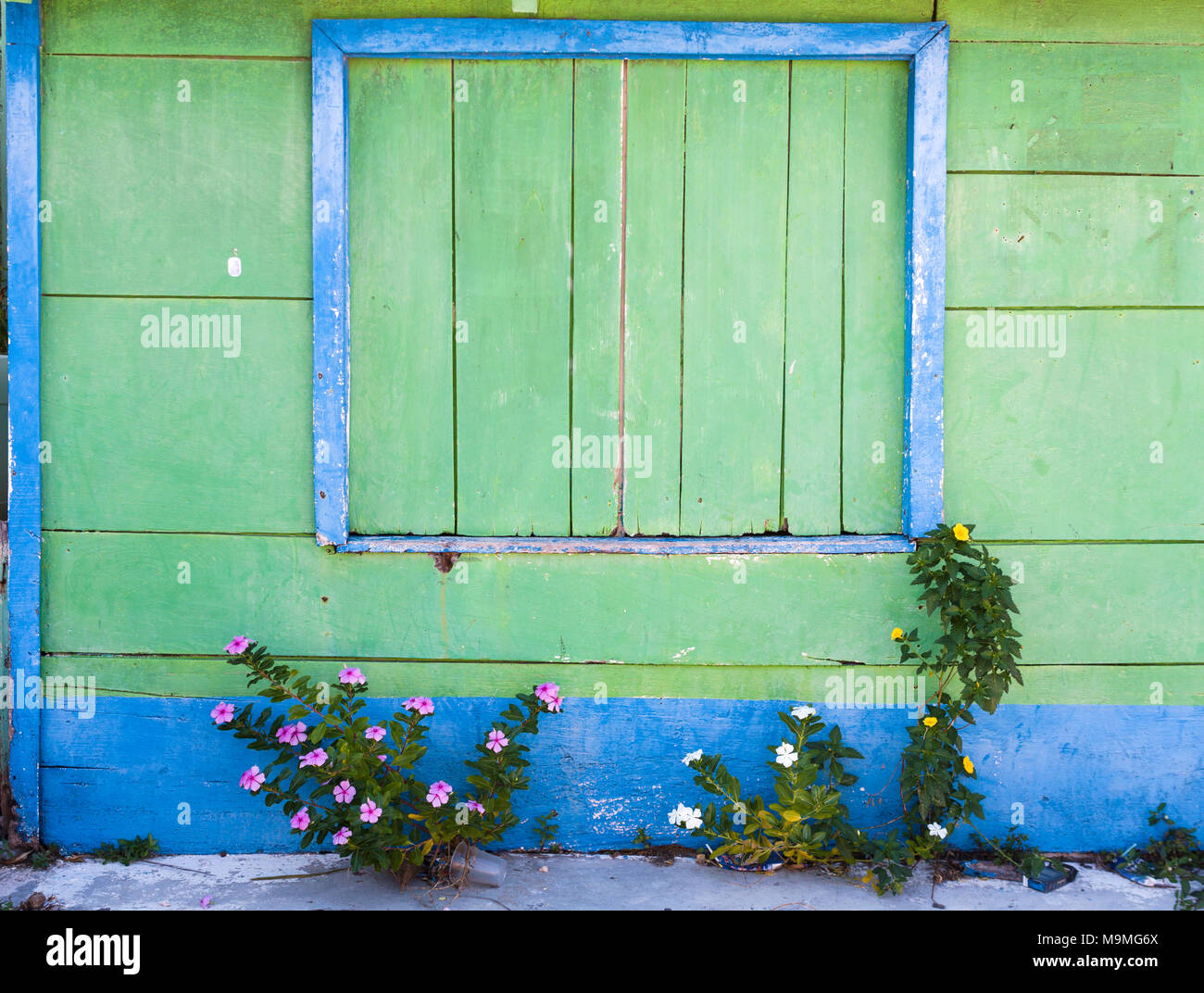 Vernice colorata e marciapiede erbacce: fiori colorati rompere attraverso il marciapiede accanto a un dipinto luminosamente il blu e il verde pensione casa fronte/retro. Tipico di San Filipe. Foto Stock