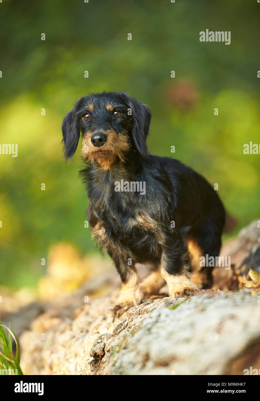 Wire-haired bassotto. Cane adulto in piedi su un log. Germania Foto Stock