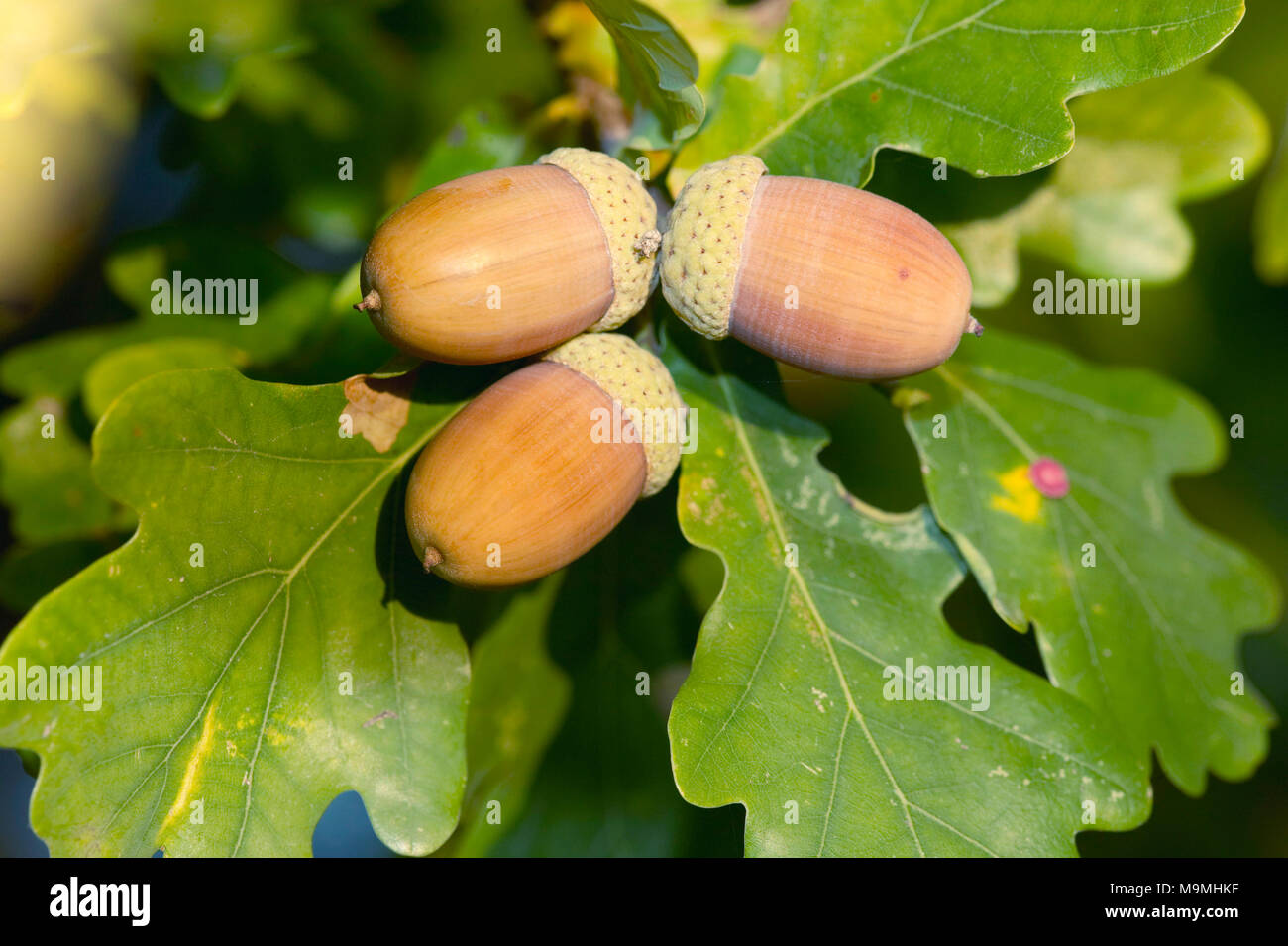 Comune di Quercia farnia (Quercus robur). Mature ghiande su un ramoscello. Germania Foto Stock